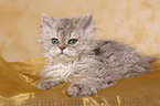 Selkirk Rex Ktzchen