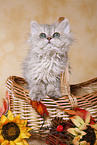 Selkirk Rex Ktzchen