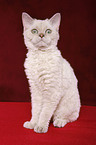 Selkirk Rex