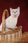 Selkirk Rex