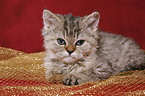 Selkirk Rex Ktzchen