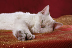 Selkirk Rex