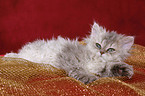 Selkirk Rex Ktzchen