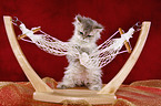 Selkirk Rex Ktzchen