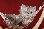 Selkirk Rex Ktzchen