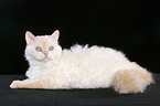 liegende Selkirk Rex