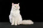 sitzende Selkirk Rex