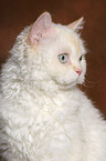 Selkirk Rex Portrait