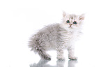 Selkirk Rex Ktzchen