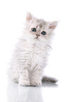 Selkirk Rex Ktzchen