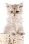 Selkirk Rex Ktzchen