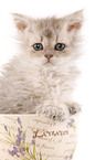 Selkirk Rex Ktzchen