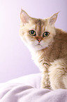 kurzhaarige Selkirk Rex