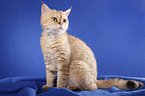 kurzhaarige Selkirk Rex