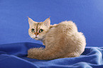 kurzhaarige Selkirk Rex