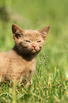 Selkirk Rex Ktzchen