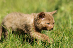 Selkirk Rex Ktzchen