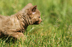 Selkirk Rex Ktzchen