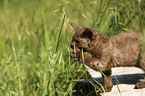 Selkirk Rex Ktzchen