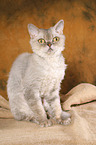 sitzende Selkirk Rex