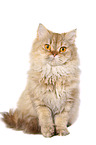 sitzende Selkirk Rex