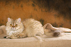 liegende Selkirk Rex