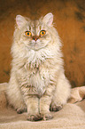 sitzende Selkirk Rex