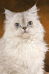 Selkirk Rex Portrait