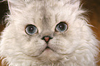 Selkirk Rex Gesicht