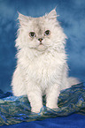 sitzende Selkirk Rex