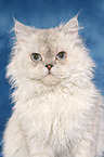 Selkirk Rex Portrait