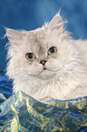 liegende Selkirk Rex