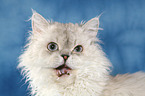 Selkirk Rex Portrait