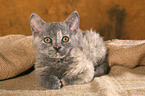 Selkirk Rex Ktzchen