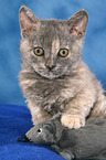 Selkirk Rex Ktzchen