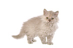 stehendes Selkirk Rex Ktzchen