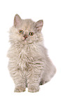 sitzendes Selkirk Rex Ktzchen