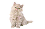 sitzendes Selkirk Rex Ktzchen