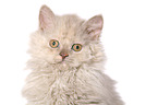 Selkirk Rex Ktzchen im Portrait