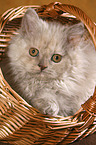 Selkirk Rex Ktzchen