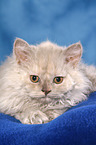 Selkirk Rex Ktzchen