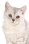 Selkirk Rex Ktzchen im Portrait