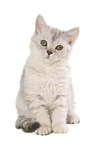 sitzendes Selkirk Rex Ktzchen