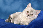 Selkirk Rex Ktzchen