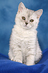 Selkirk Rex Ktzchen