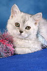 Selkirk Rex Ktzchen