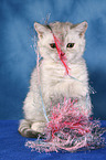 Selkirk Rex Ktzchen