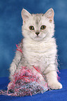 Selkirk Rex Ktzchen