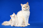 Selkirk Rex Ktzin mit Ktzchen