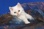 liegendes Selkirk Rex Ktzchen